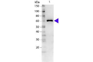 Image no. 2 for anti-Bovine Serum Albumin (BSA) antibody (ABIN1607851)