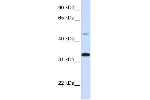 Image no. 1 for anti-Cyclin-Dependent Kinase 3 (CDK3) (C-Term) antibody (ABIN2792151)