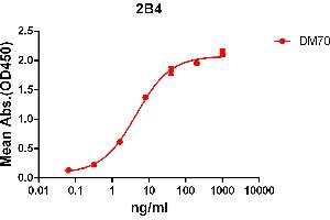 anti-Natural Killer Cell Receptor 2B4 (CD244) (AA 22-221) antibody