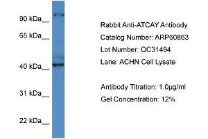 Image no. 1 for anti-Ataxia, Cerebellar, Cayman Type (ATCAY) (C-Term) antibody (ABIN2788611)