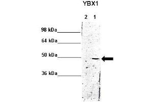 Image no. 3 for anti-Y Box Binding Protein 1 (YBX1) (Middle Region) antibody (ABIN2775773)