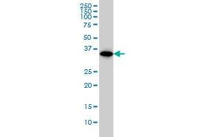 WDR58 monoclonal antibody (M01), clone 1F6 Western Blot analysis of WDR58 expression in A-431 .
