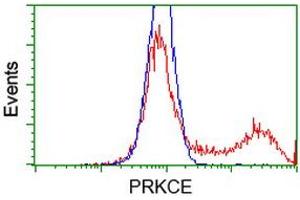 Image no. 5 for anti-Protein Kinase C, epsilon (PRKCE) antibody (ABIN1500228)