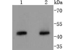 Image no. 1 for anti-Cyclin B2 (CCNB2) antibody (ABIN5557369)