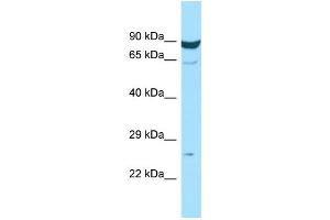 Image no. 1 for anti-Membrane-Spanning 4-Domains, Subfamily A, Member 7 (MS4A7) (Middle Region) antibody (ABIN2790423)