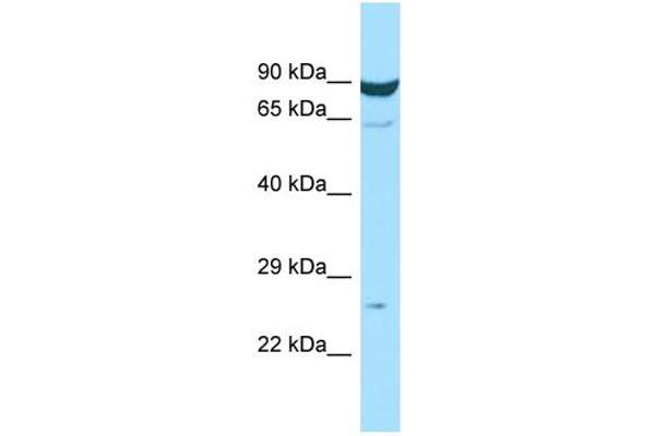 anti-Membrane-Spanning 4-Domains, Subfamily A, Member 7 (MS4A7) (Middle Region) antibody