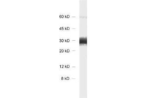 Image no. 1 for anti-Synaptogyrin 1 (SYNGR1) antibody (ABIN2850853)