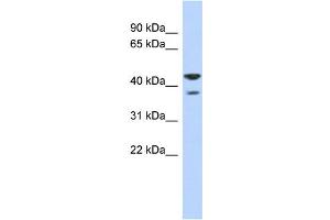 Image no. 1 for anti-NOL1/NOP2/Sun Domain Family, Member 4 (NSUN4) (N-Term) antibody (ABIN2783671)