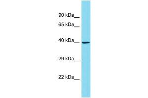 Image no. 1 for anti-Olfactory Receptor, Family 6, Subfamily C, Member 1 (OR6C1) (C-Term) antibody (ABIN2791430)