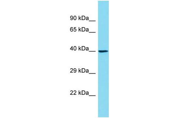 OR6C1 antibody  (C-Term)