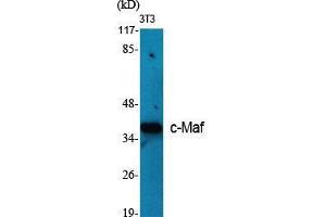 Image no. 2 for anti-V-Maf Musculoaponeurotic Fibrosarcoma Oncogene Homolog (Avian) (MAF) (C-Term) antibody (ABIN3183971)