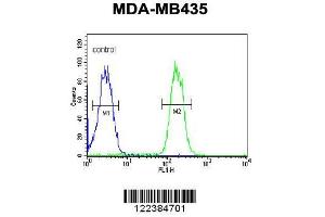 Image no. 1 for anti-ATP-Binding Cassette, Sub-Family C (CFTR/MRP), Member 3 (ABCC3) (AA 899-925) antibody (ABIN654103)
