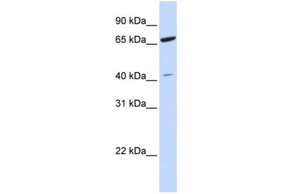 anti-Zinc Finger Protein 334 (ZNF334) antibody