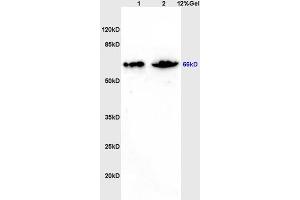 Image no. 2 for anti-Zinc Finger Protein 300 (ZNF300) (AA 165-250) antibody (ABIN671091)