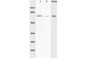 SDS-PAGE (SDS) image for anti-Dishevelled Segment Polarity Protein 1 (DVL1) (AA 21-100) antibody (ABIN670671)