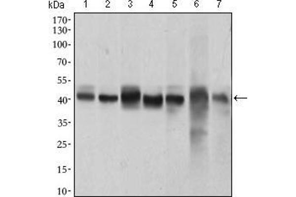 MAPK14 antibody  (AA 299-360)
