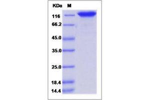 Image no. 1 for Calsyntenin 1 (CLSTN1) (AA 1-859) protein (His tag) (ABIN2650732)