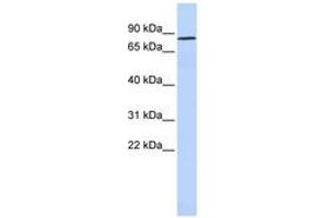 Image no. 1 for anti-POU Class 6 Homeobox 2 (POU6F2) (N-Term) antibody (ABIN6740263)