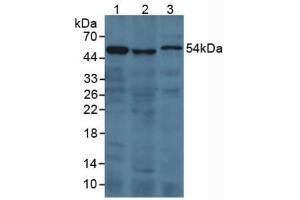 Image no. 2 for anti-Prothrombin Fragment 1+2,F1+2 (AA 44-327) antibody (ABIN1173462)
