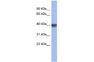 Image no. 1 for anti-Insulin Induced Gene 1 (INSIG1) (Middle Region) antibody (ABIN2778634)
