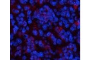 Immunofluorescence analysis of Mouse spleen tissue using CBX3 Monoclonal Antibody at dilution of 1:200.