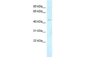 Image no. 1 for anti-Forkhead Box N2 (FOXN2) (Middle Region) antibody (ABIN2779780)