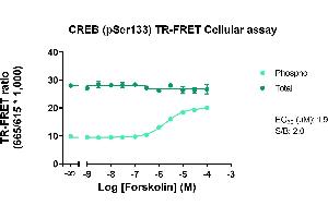 Image no. 2 for Phospho-CREB (S133) TR-FRET Cellular Assay Kit (ABIN6938957)
