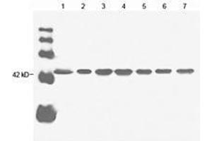 Western Blotting (WB) image for anti-Actin, beta (ACTB) antibody (ABIN962807)