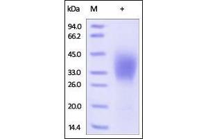 Image no. 2 for CD58 (CD58) (AA 29-215) protein (His tag) (ABIN2180813)