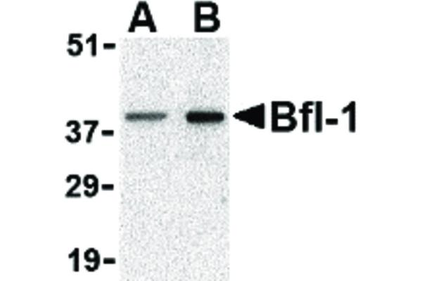 BCL2A1 antibody  (N-Term)
