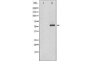 Image no. 1 for anti-Checkpoint Kinase 1 (CHEK1) (pSer286) antibody (ABIN6255167)
