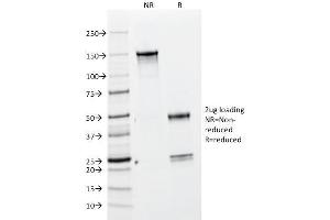 Image no. 1 for anti-Bromodeoxyuridine (BrDU) antibody (ABIN6941340)