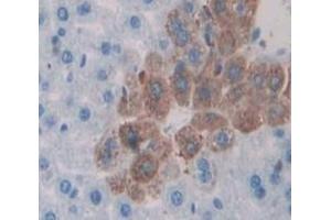 APBA3 antibody  (AA 261-506)
