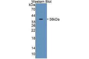 Image no. 2 for anti-Aminoadipate Aminotransferase (AADAT) (AA 99-425) antibody (ABIN5013112)
