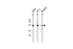 Image no. 2 for anti-Inhibin, beta B (INHBB) (AA 369-397), (C-Term) antibody (ABIN655083)