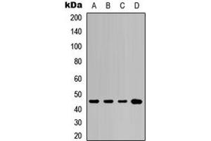 Western blot analysis of Cytokeratin 20 expression in A549 (A), NS-1 (B), mouse kidney (C), rat kidney (D) whole cell lysates.