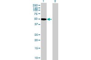 Image no. 1 for anti-Cyclin E1 (CCNE1) (AA 1-410) antibody (ABIN514111)
