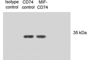 Image no. 3 for anti-HLA-DR-gamma (CD74) antibody (PE) (ABIN2481713)
