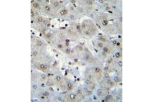 Image no. 1 for anti-H2A Histone Family, Member Z (H2AFZ) (AA 66-94), (C-Term) antibody (ABIN952744)