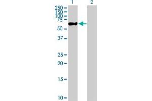 Image no. 1 for anti-Zinc Finger Protein 671 (ZNF671) (AA 1-556) antibody (ABIN529124)