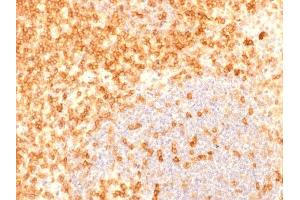 Image no. 3 for anti-CD27 Molecule (CD27) antibody (ABIN6941125)