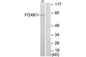 Image no. 1 for anti-Forkhead Box K1 (Foxk1) (AA 681-730) antibody (ABIN1533813)