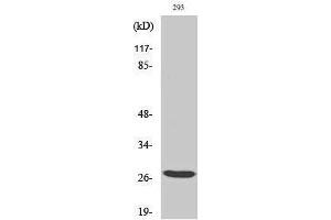 Image no. 1 for anti-Breast Cancer Metastasis-Suppressor 1-Like (BRMS1L) (Internal Region) antibody (ABIN3183551)