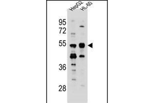 TEKT5 antibody  (AA 215-244)