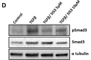 Image no. 7 for anti-alpha Tubulin (TUBA1) (C-Term) antibody (ABIN964563)