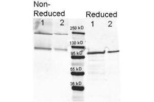 Image no. 2 for anti-Galactosidase, beta 1 (GLB1) antibody (ABIN1607729)