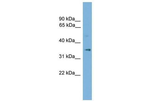 anti-Solute Carrier Family 25 (Mitochondrial Thiamine Pyrophosphate Carrier), Member 19 (SLC25A19) (Middle Region) antibody