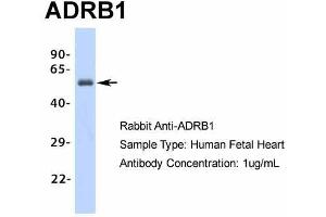 Image no. 2 for anti-Adrenergic, beta-1-, Receptor (ADRB1) (Middle Region) antibody (ABIN2774823)