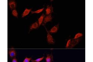 Immunofluorescence analysis of NIH/3T3 cells using GPER1 Polyclonal Antibody at dilution of 1:100.