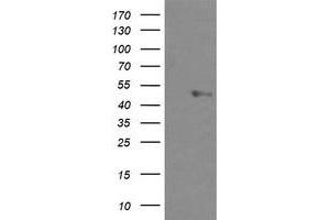 Image no. 1 for anti-U-Box Domain Containing 5 (UBOX5) (AA 1-130), (AA 419-487) antibody (ABIN1490572)